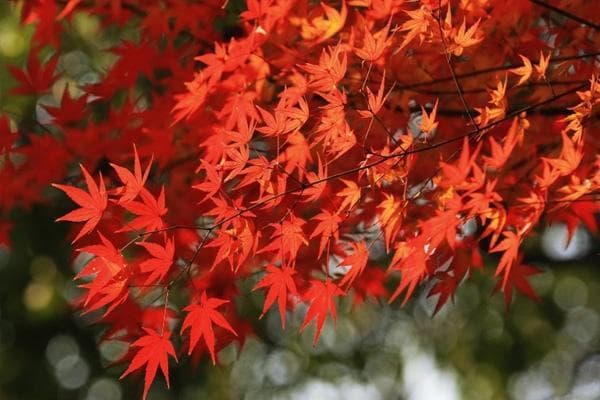 国内枫叶最佳观赏时间 看枫叶去哪里看