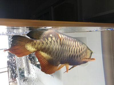金龙鱼掉眼怎么办？从水质到饲养环境的全方位预防指南