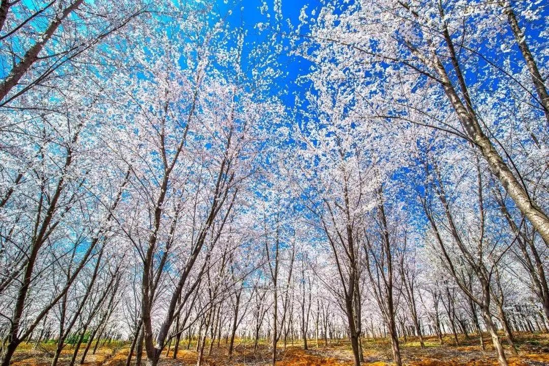 三月春光好，研学正当时 贵州这些研学目的地，你想去哪个？