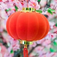 长颈鹿的饮食习性与生存环境