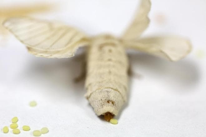 蛾子的诞生与繁殖：从卵到成虫的神奇历程
