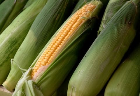 北京郊区鲜食玉米种植户喜迎丰收提振收入