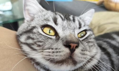 猫咪下巴发黄的原因及防治方法