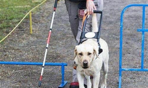 导盲犬怎么训练