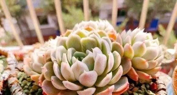多肉植物的光照需求：详解光照对多肉生长的影响