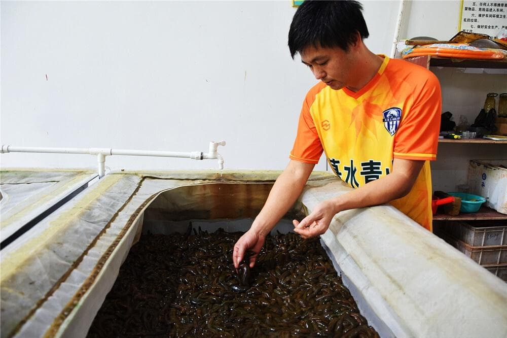 “吸血虫”变“致富虫” 防城港市大菉镇水蛭产业带动村民致富增收