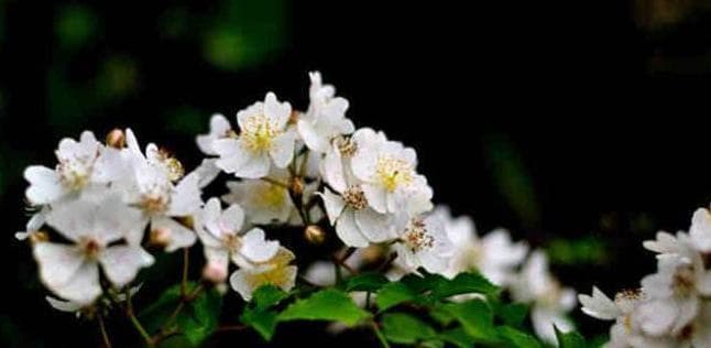 茶蘼花的寓意与象征：探秘茶蘼花的美丽内涵