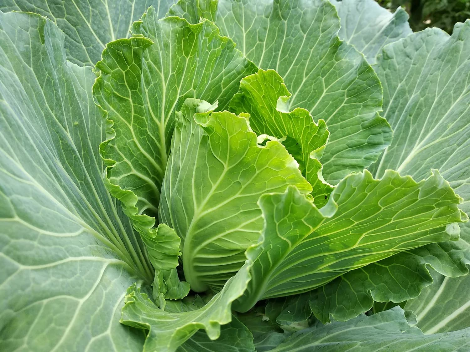 道家辟谷秘籍：水煮白菜清肠法