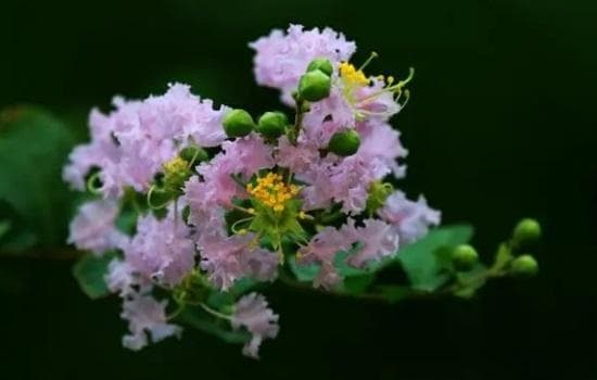 紫薇花怎么养护和浇水呢？