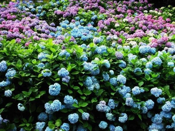 绣球花种子能否发芽？这些方法助你提高成功率