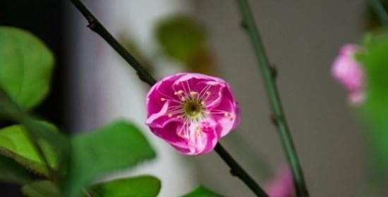 梅花发芽长叶的时间及影响因素（探究梅花生长周期与环境因素的关系）