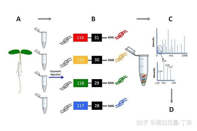 蛋白质定量分析方法大比拼：从色谱到BCA法
