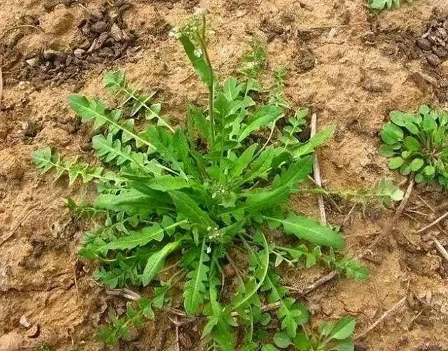 野葱、蒲公英到底能不能随便吃？关于采摘野菜的注意事项你要清楚