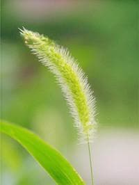 狗尾草的危害与防治措施