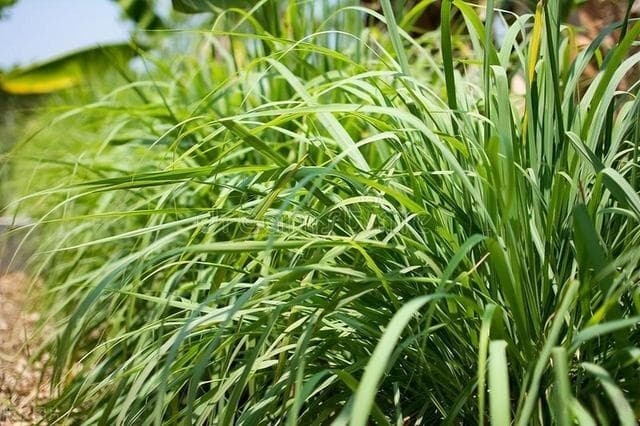 从柠檬草到薰衣草：8种天然植物打造无蚊庭院