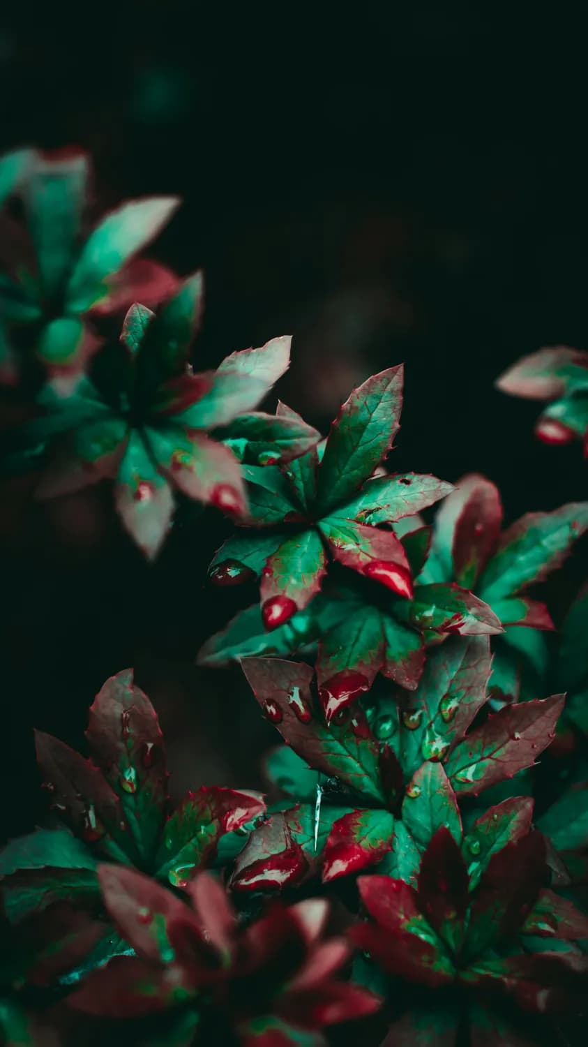 云南白药胶囊，真的能缓解疼痛吗？