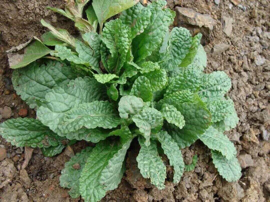 蛤蟆草：一种可食用可入药的野生植物