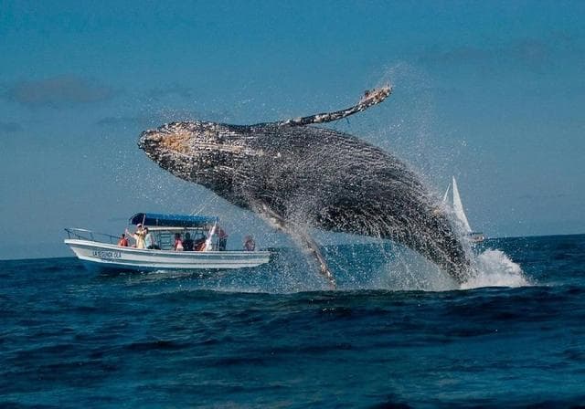 揭秘藤壶：海洋生物的"钉子户"是如何困扰鲸鱼和海龟的？