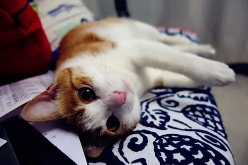 科学喂养，呵护新生小猫成长