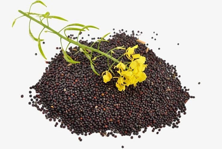 巴黎与温尼伯油菜籽期货价格上涨，加拿大出口策略调整