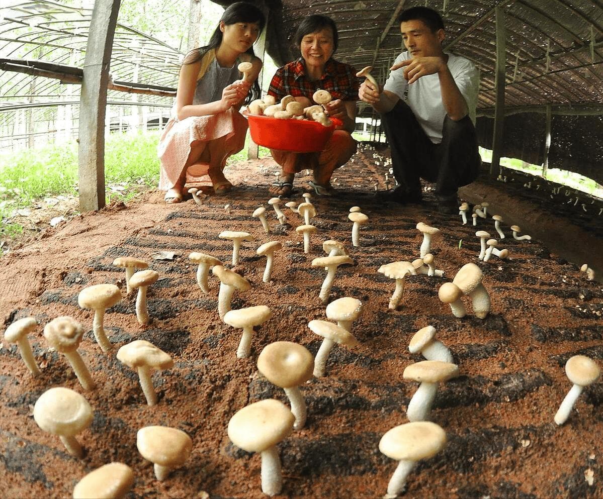 蘑菇种植全流程技术指南：从菇房建设到采收管理