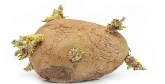 土豆发芽绝对要禁止食用吗？现在带你了解真相