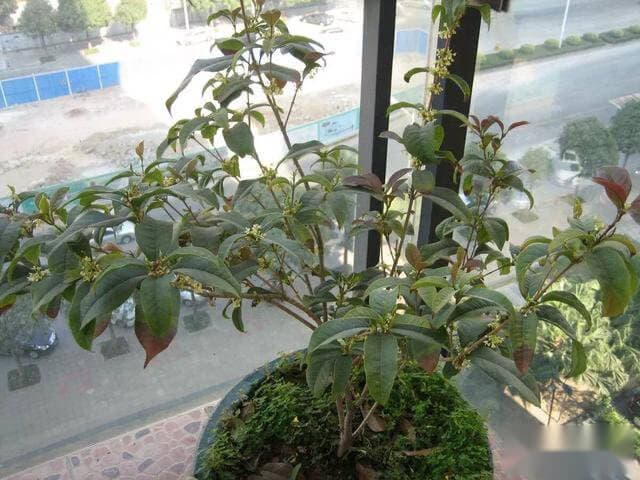 桂花树叶发黄的原因及应对方法