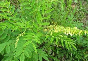 【科普】中药材苦参在皮肤科的应用