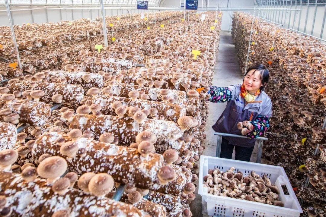 青岛莱西：一朵小菌菇，撑起大产业