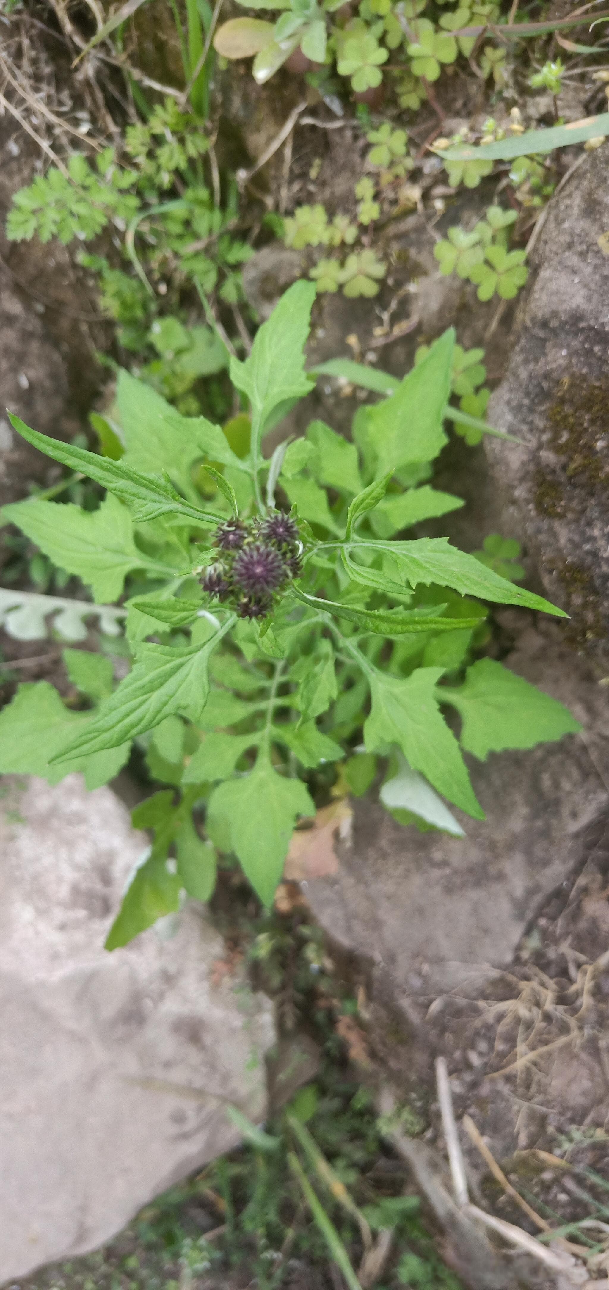 泥胡菜：一种生命力顽强的野生植物