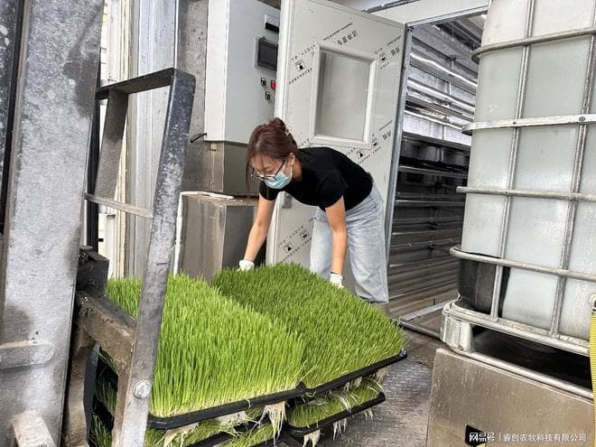 创新养牛技术：水培大麦牧草助力养殖业节本增效