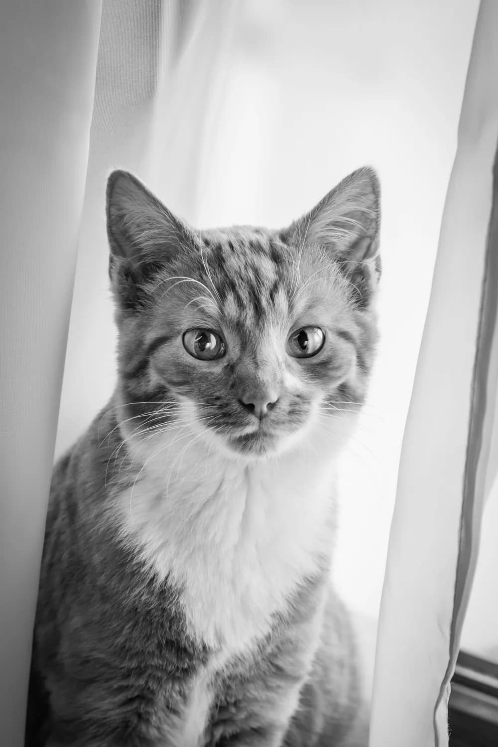 香蕉猫萌宠养成记：温馨家庭必备