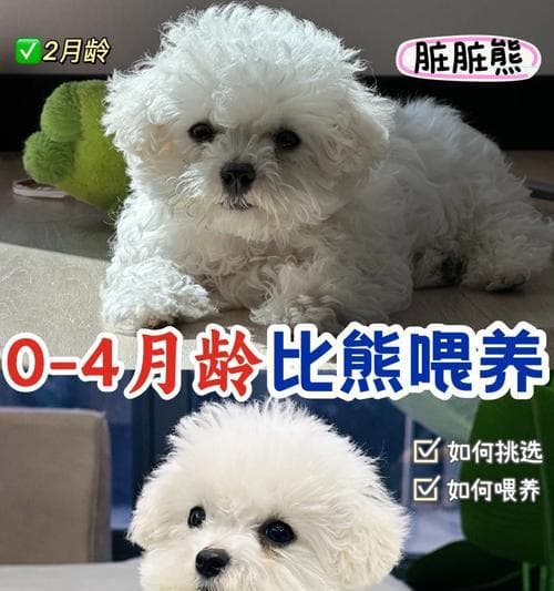 比熊宝宝的成长轨迹：从出生到12个月的体重变化规律