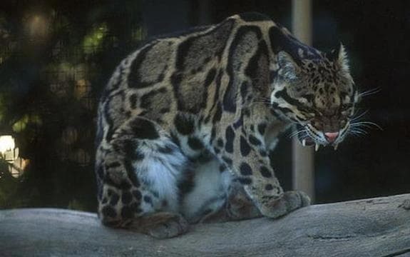 云豹，一种特别的猫科动物