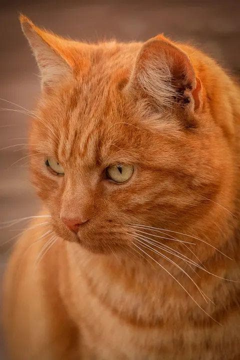 橘猫大多是雄性，而三花猫是雌性？科学家找到关键原因→