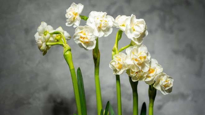 杨慎的《水仙花四绝》：四首写水仙的七绝同样惊艳非凡