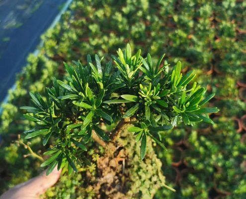 罗汉松的生长与发展（罗汉松的生命周期和生长环境）