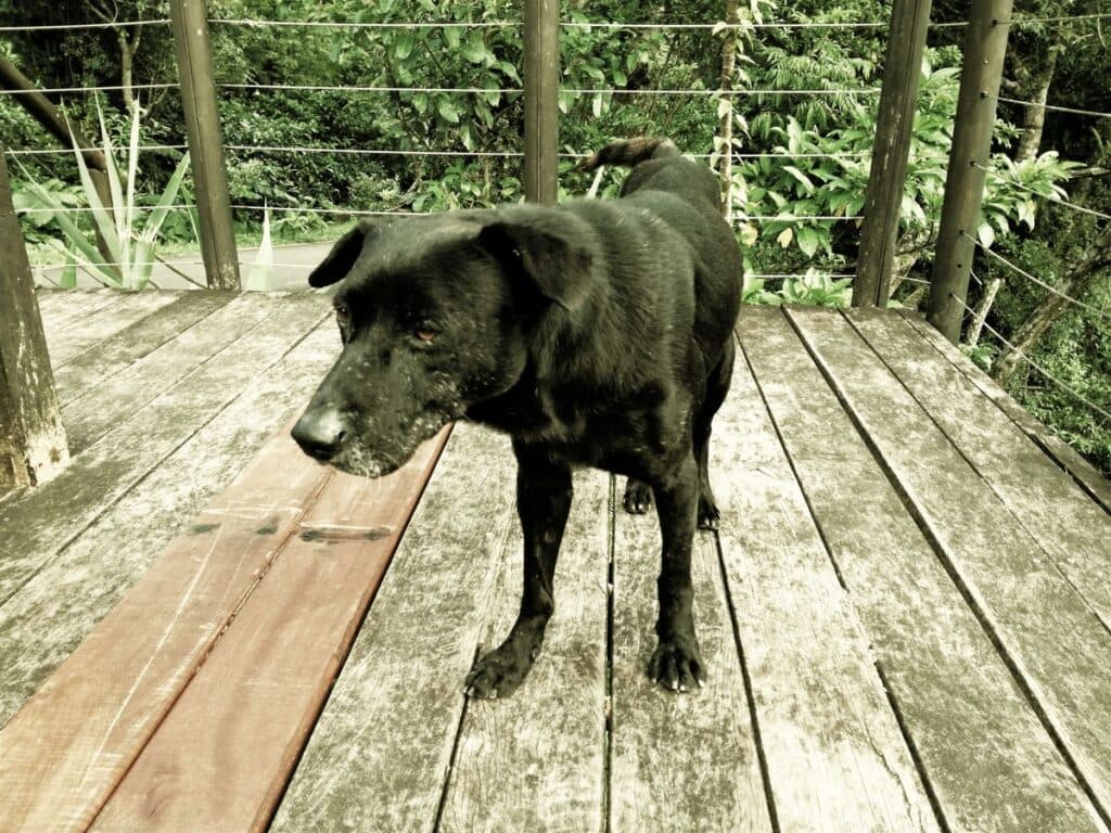 土狗的忠诚与智慧：中华田园犬的传统文化价值