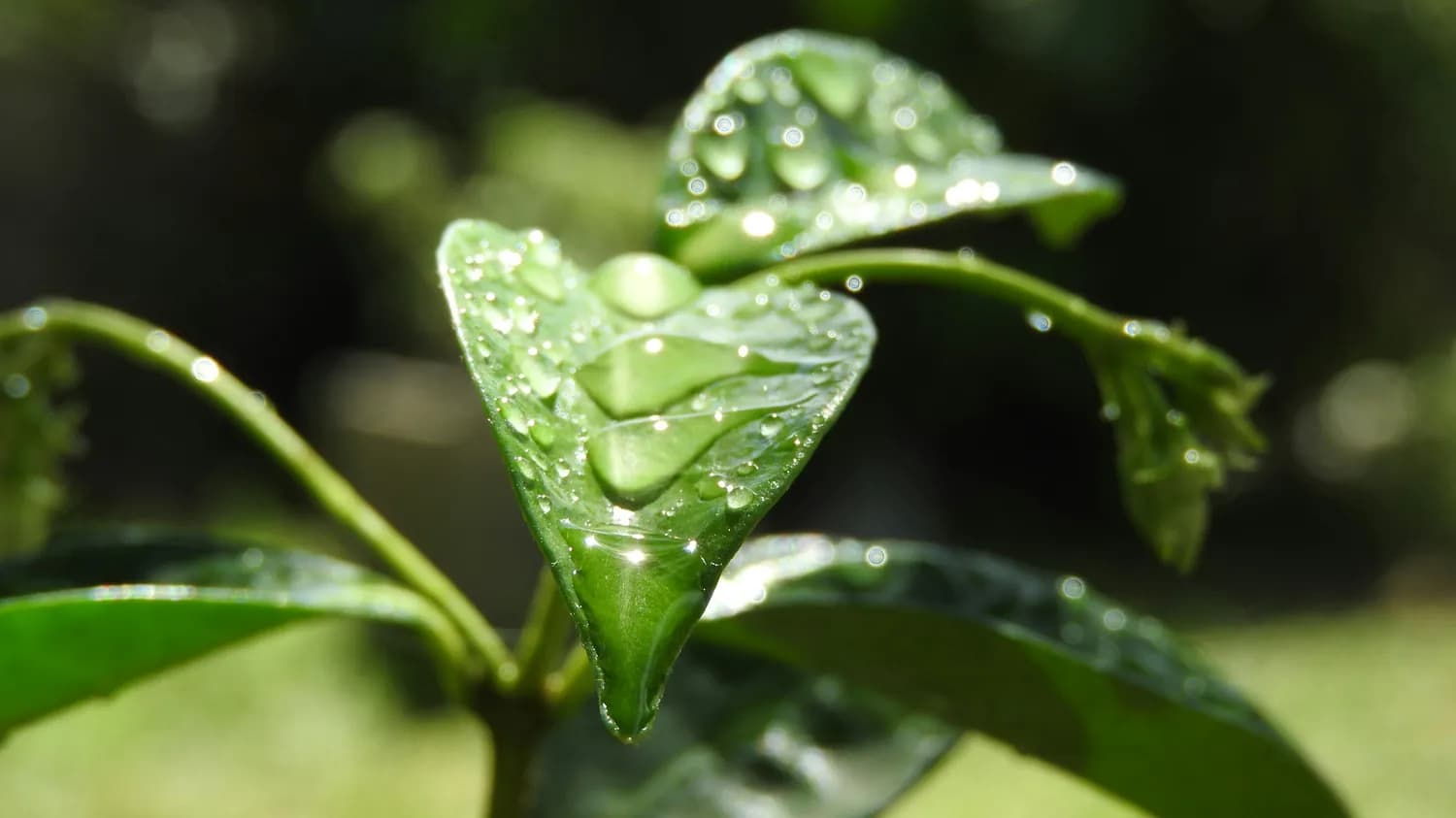 铁观音的营养密码：茶多酚、氨基酸与维生素的完美融合
