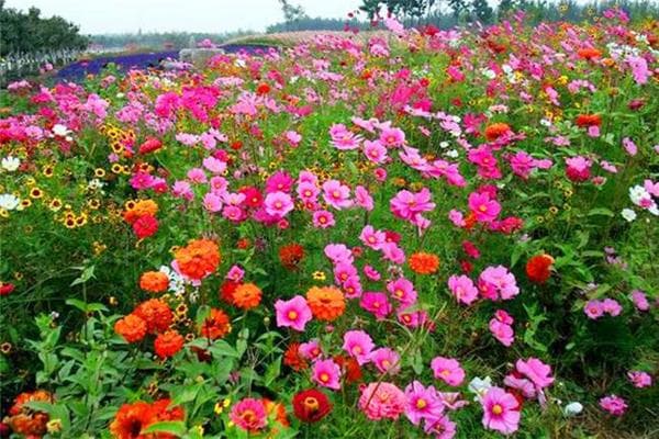 野花组合的种植方法详解