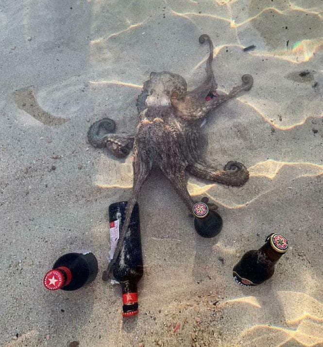 在海边有哪些有趣的事？海边不止是看海！：解锁夏日海滩的N种玩法!