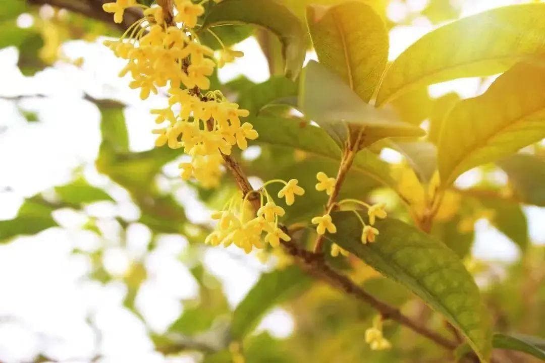 盛开的《迟桂花》与杭州翁家山的美