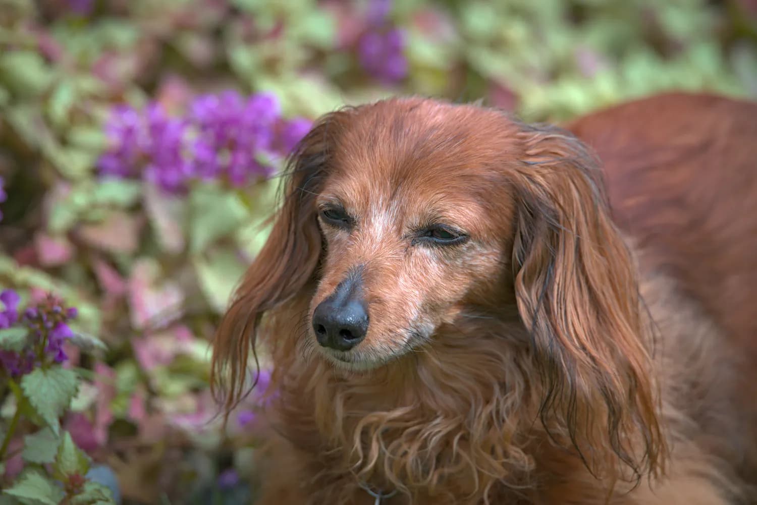 法米娜犬粮：狗狗春季过敏的营养解决方案