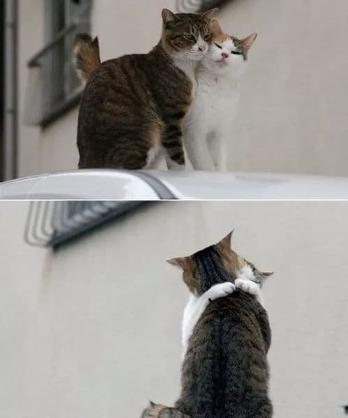 猫咪社交互动，情感解码
