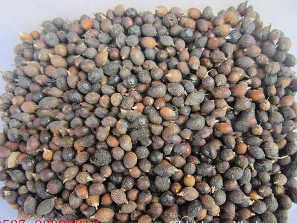 老人葵粽榈树在北方能过冬吗