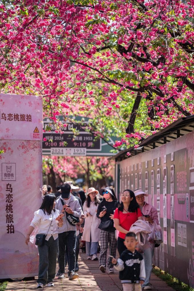 赏花拍花吃花 “花漾春城”营造浪漫生活