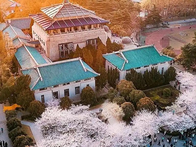 2025武汉大学樱花开了吗 校园赏樱注意事项