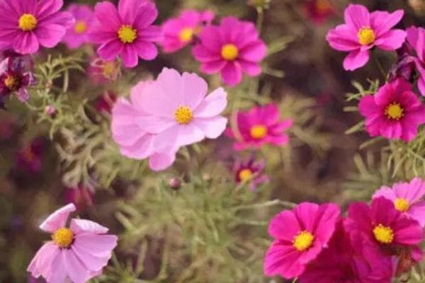 格桑花怎么种植和养护？