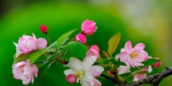 杏花之花语及寓意：古代人对杏花的称呼与意义