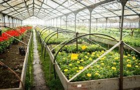 遵义鱼蛋白肥：一种富含蛋白质的新型肥料